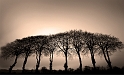 arbres 10_04_10n01
